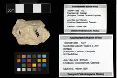 Foto (Objekt + Etiketten) von Munitheites kuepperi (Fraaije et al., 2019) 